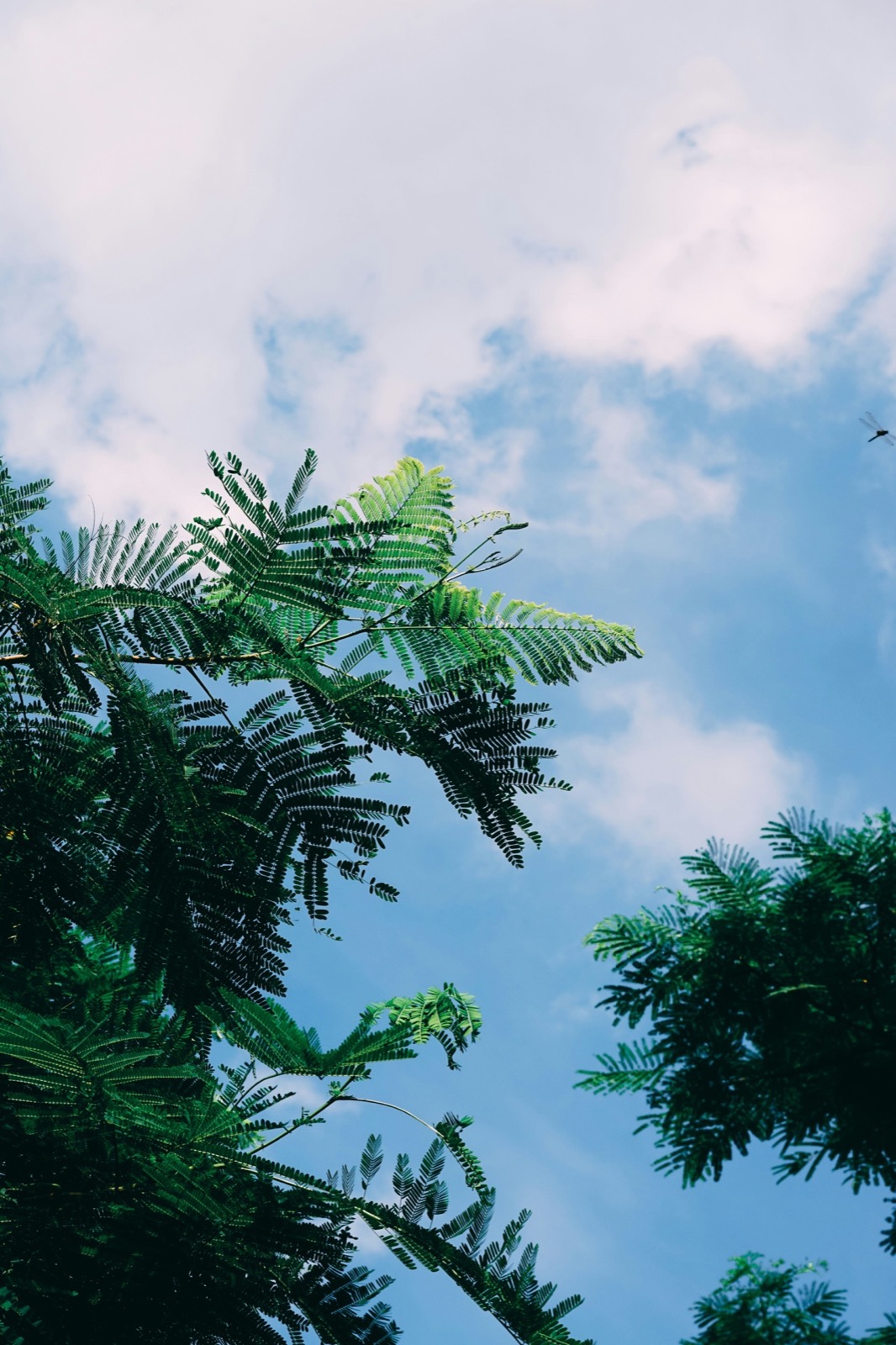 Vegetación y cielo, Córdoba